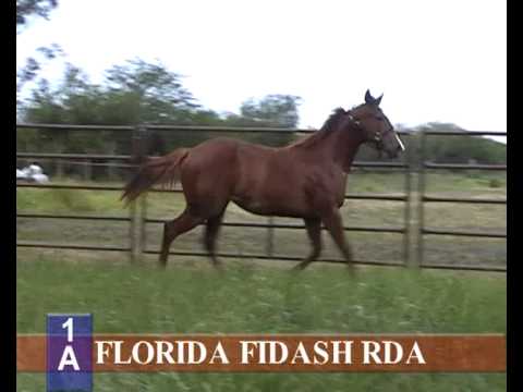 2012 - HARAS RINCON DEL AGUARA -- LOS MONTEROS - LOTE 1 A - FLORIDA FIDASH RDA