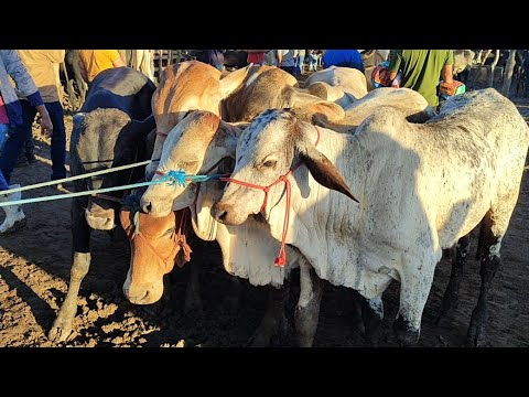 Feira de gado de Cachoeirinha-PE 11/6/2026