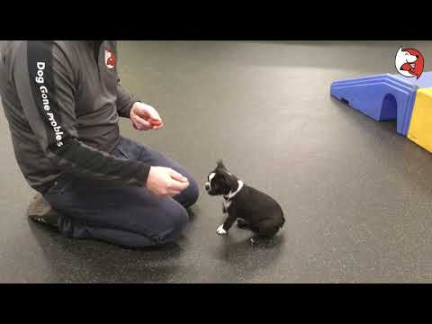 Puppy Class Lesson:  Clicker Training