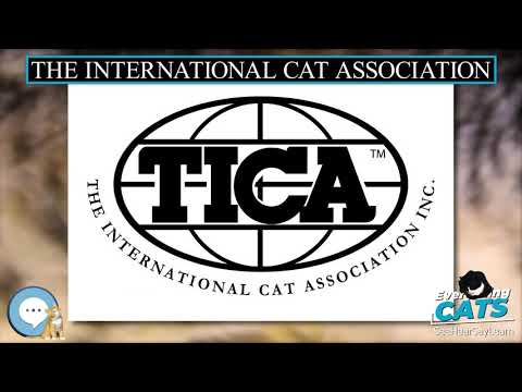 The International Cat Association 🐱🦁🐯 EVERYTHING CATS 🐯🦁🐱