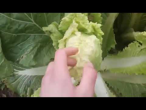 Пекинская капуста