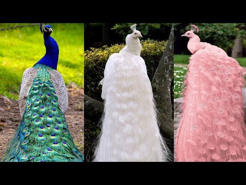 5 Most Beautiful Peacocks in the World!! 🌍🦃 7 Most Beautiful Turkey Colors That Few People Know A...