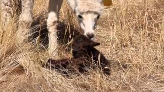 preview picture of video 'Birth of an Alpaca cria'