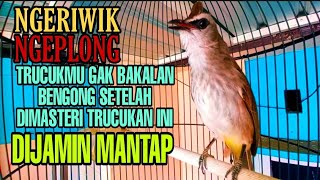 Download lagu Pancingan Trucukan Ngeriwik Ngeplong Paling Pandai Bikin Trucukan Lain Cepat Gacor Rajin Ngeplong mp3 Download lagu Pancingan Trucukan Ngeriwik Ngeplong Paling Pandai Bikin Trucukan Lain Cepat Gacor Rajin Ngeplong mp3