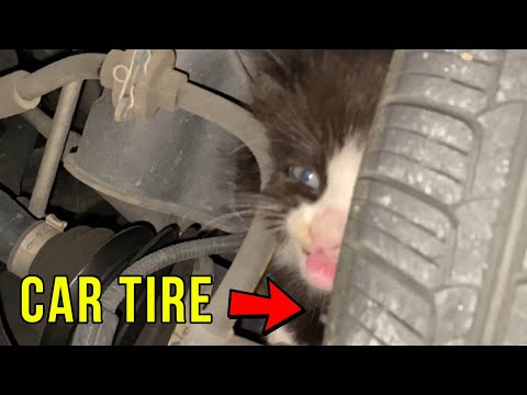 Kitten Stuck Behind A Car Tire