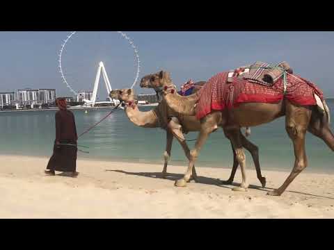 Camels at Jumierah Beach, Dubai (THEY'RE HUGE!!) | Exploring Dubai