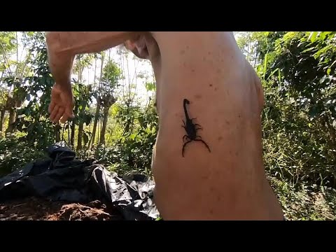 Una picadura de escorpión, ¿buena para la salud?