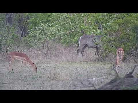 Djuma: Waterbucks and then Impalas with new lambs - 17:23 - 11/04/21