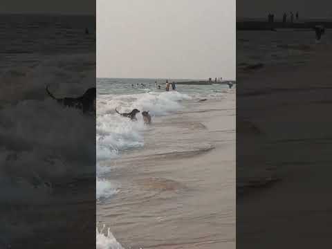 #dogshow #dog #shorts #doglover #anjunabeachgoa #goa#beautiful #beachlife