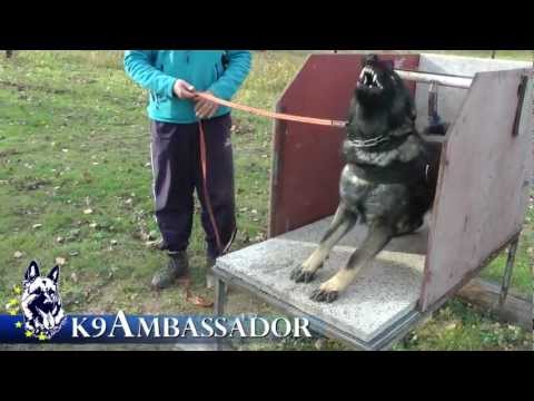 Uri z Kurimskeho haje 15mo.old ( Maximus Tobani x Lacki Balgaro )