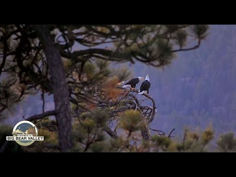 Big Bear Bald Eagle Wide View - Cam 2