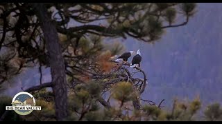 Big Bear Bald Eagle Wide View - Cam 2