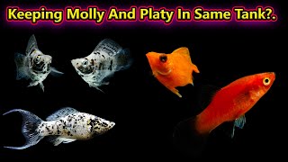 Molly And Platy ஒரே தொட்டியில் போடலாமா?. Keeping Molly And Platy In Same Tank? / Fish Aquarium Tamil