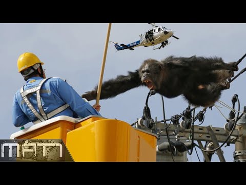 7 WILD ANIMALS THAT ESCAPED FROM THE ZOO