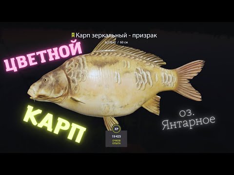 Янтарное карп фарм  russian fishing 4