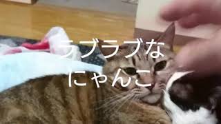 ラブラブなにゃんこ