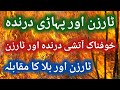 Tarzan Story In Urdu TARZAN Stories Tarzan Story Urdu Story Tarzan