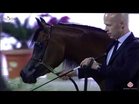 N 102 AL YAZI BHM   Al Shiraa International Arabian Horse Show 2020