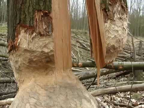 Vom Biber Angenagte Roteiche im Hürtgenwald