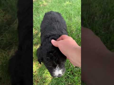 Tansy is a sweet little bernedoodle puppy