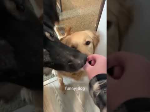 Funny and cute dogs compilation#funnydogs#cute#doglover#doglife#cure#dogshorts#pet#doglife#dogshorts