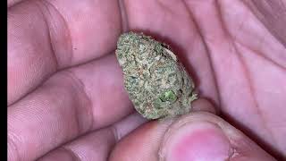 Island 'Garlic Z' Flower Review