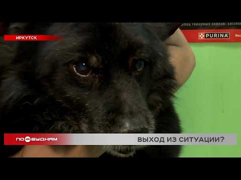 В Прибайкалье за год бездомные собаки почти 4 тыс. раз напали на людей