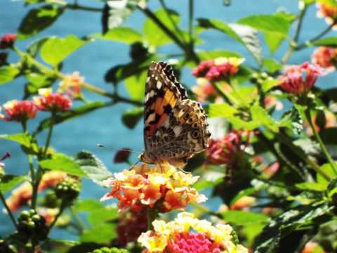 Mashup-Germany - Don't Worry, I'm Yours