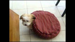 Silly Havanese Puppy