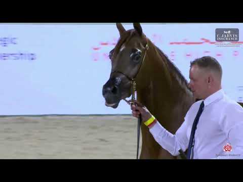 N 79 ASRAR AL BAHYA   Abu Dhabi International AHC 2023   Fillies 2 3 Years Old Class 2C