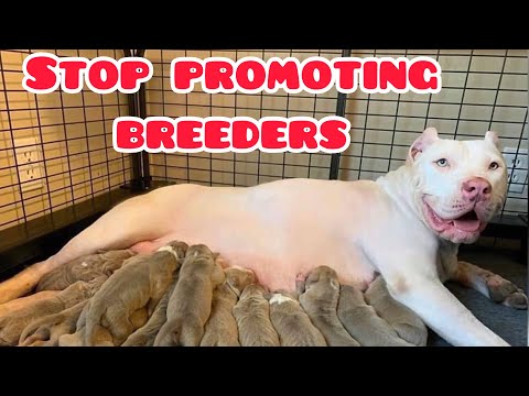 Please stop promoting breeders | First Love Stray Animals |