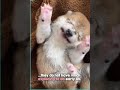Newbon Dogs Are The Cutest Foryou Viral Forentertainmentpurposesonly