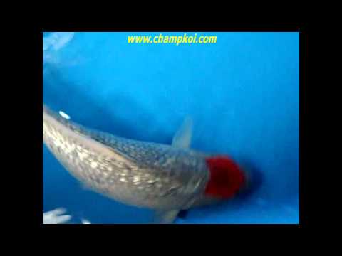 Ginrin Tancho Goshike (12-C-891) - Marujyu