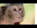 Monkey React To Magic 360p