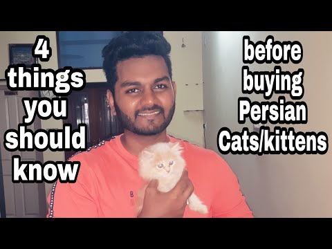 4 things you should know before buying persian cats