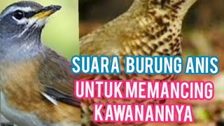 Download lagu Suara Burung Anis kuning ,Hitam di Jamin Ampuh Untuk memikat kawanannya mp3 Download lagu Suara Burung Anis kuning ,Hitam di Jamin Ampuh Untuk memikat kawanannya mp3