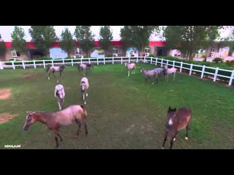 Al waab horse farm