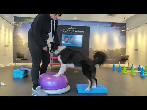 Zest. Rear End Strengthening. January 30th, 2023.