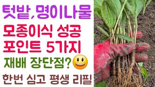 텃밭, 명이나물 모종심기???? 모종이식 성공포인트 5가지???? 재배 장단점???? 한번 이렇게(?) 심으…