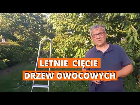 Letnie cięcie drzew owocowych. Cięcie czereśni, wiśni i jabłoni.
