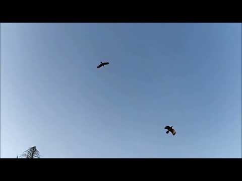 Steve Morse (Opening for Guitar Trio), San Diego (1983)