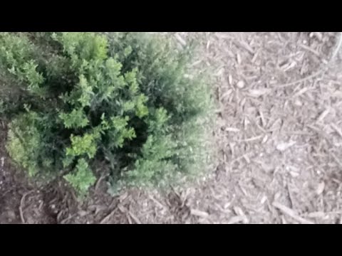 Touch One of Mines and Be Destroyed Ase'