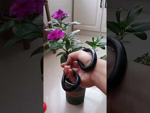 Technique cutting Periwinkle flower get more flowers and beautiful #shorts #periwinkle