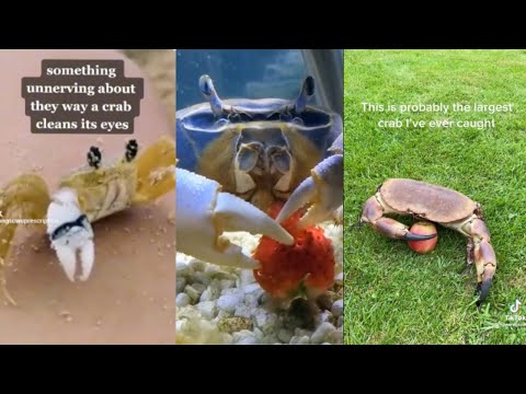 crab tiktoks cause crabs are neat