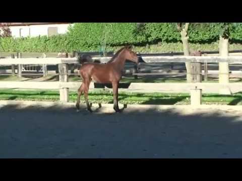 Savannah Scah (Ali Moniscione x Vix Sultana D)