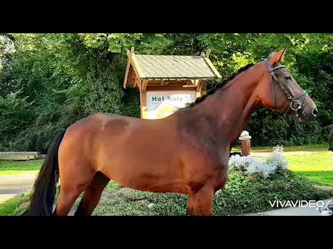 Typvolle 4jährige Hannoveraner Stute