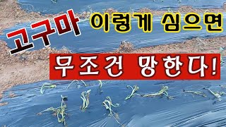 [텃밭농부. 1,045]  고구마 이렇게 심으면 무조건 망한다 #고구마재배