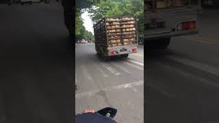 Download lagu Truk pengangkut ayam  😎 mp3