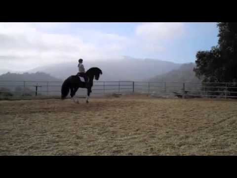 Klickitat FEI PRE Andalusian Stallion 2014