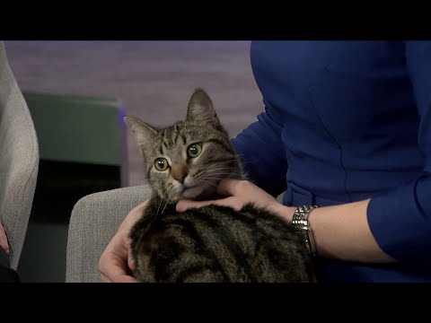 Can your cat have pet seasonal allergies?
